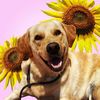 slo.dog