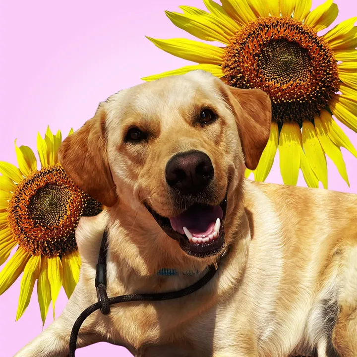 slo.dog