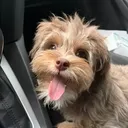 @epicpet1