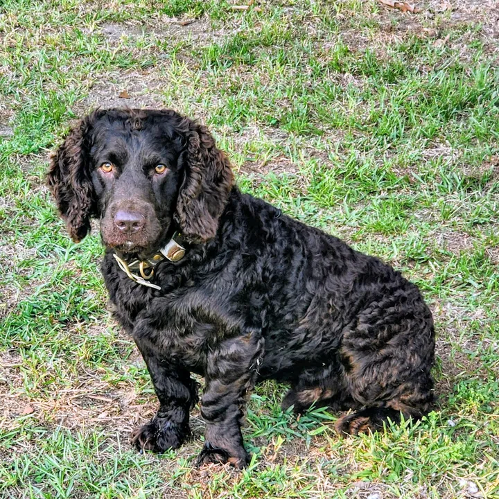 hoss.the.bowlegge