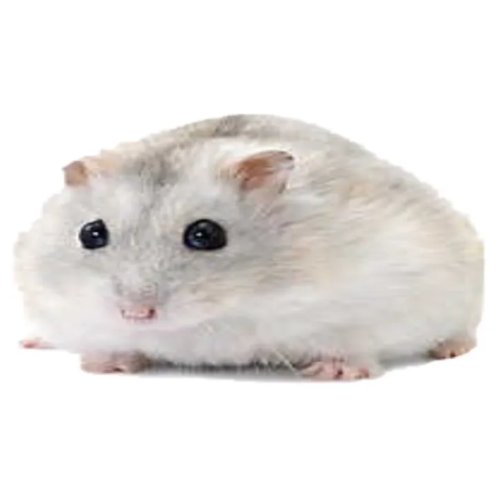 hotrobbie