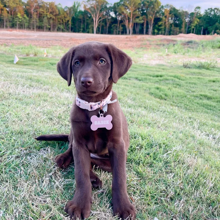 sadiethechocolate