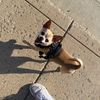 the_chihuahua_gidget