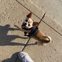 @the_chihuahua_gidget