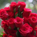 @berrirose2