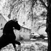 schleich..horses75