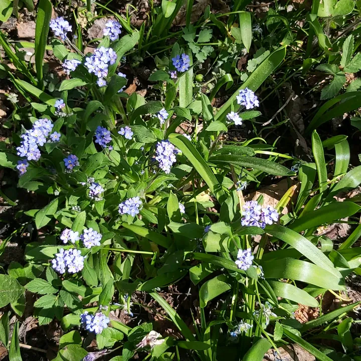 forgetmenotoday