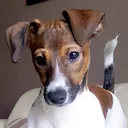 @jackrussell.shari