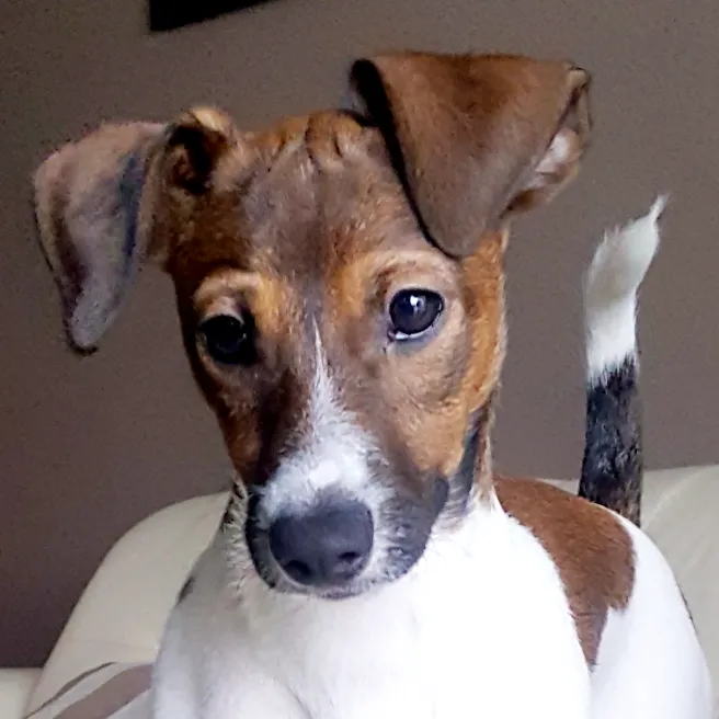 jackrussell.shari