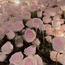 @marwa__live