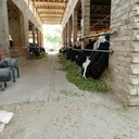 @miandairyfarm.55