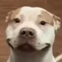 @backsondood