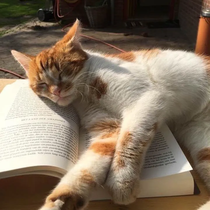 bookish...things