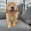 thepawsisterspr