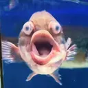 @trippyfella13