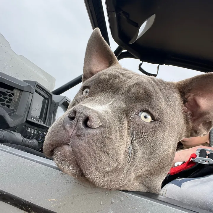 @looloodogmomma