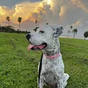 @stellathebulldane