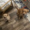 cociethegolden