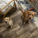 @cociethegolden