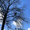 treemonkeyguitarist