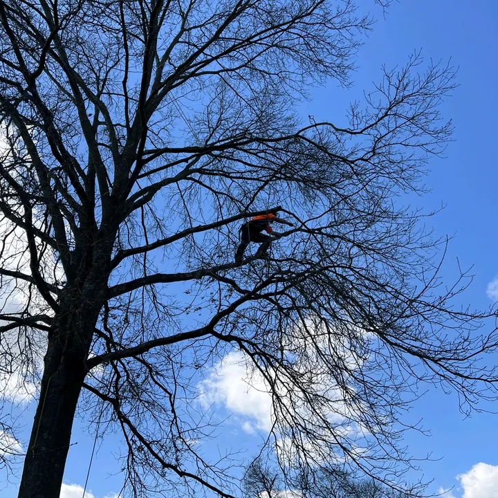 treemonkeyguitarist