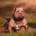 @bgbullies_