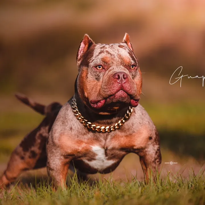 bgbullies_