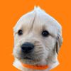 whiskeythegoldenn