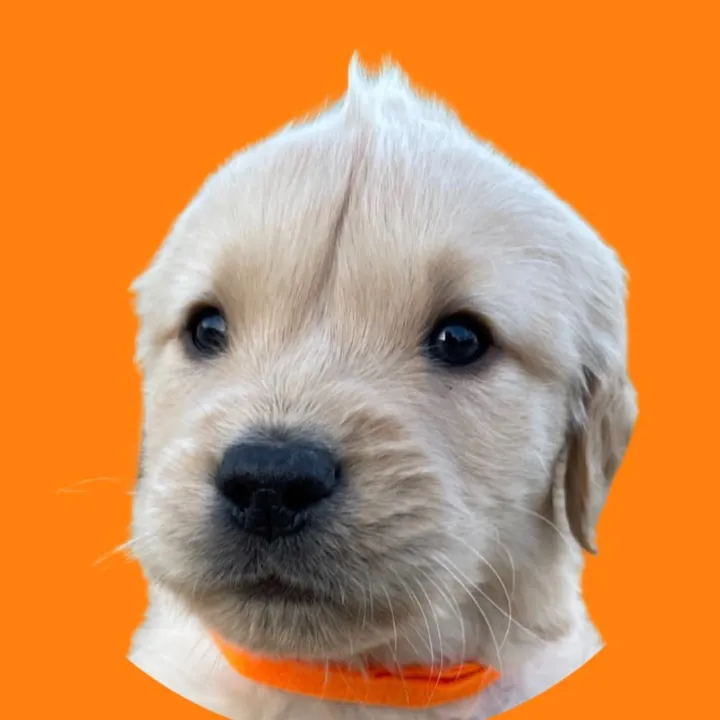 whiskeythegoldenn