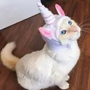 @cupckepuppy