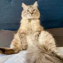 @brockmeowsnar