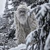 planetofthebeast