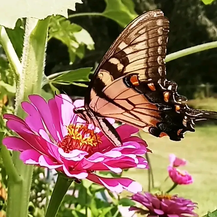 thegardeningnurse7