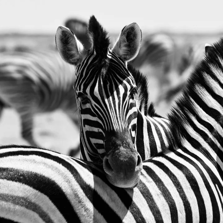 ilovezebras16