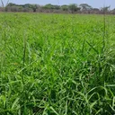 @feemvillafarm