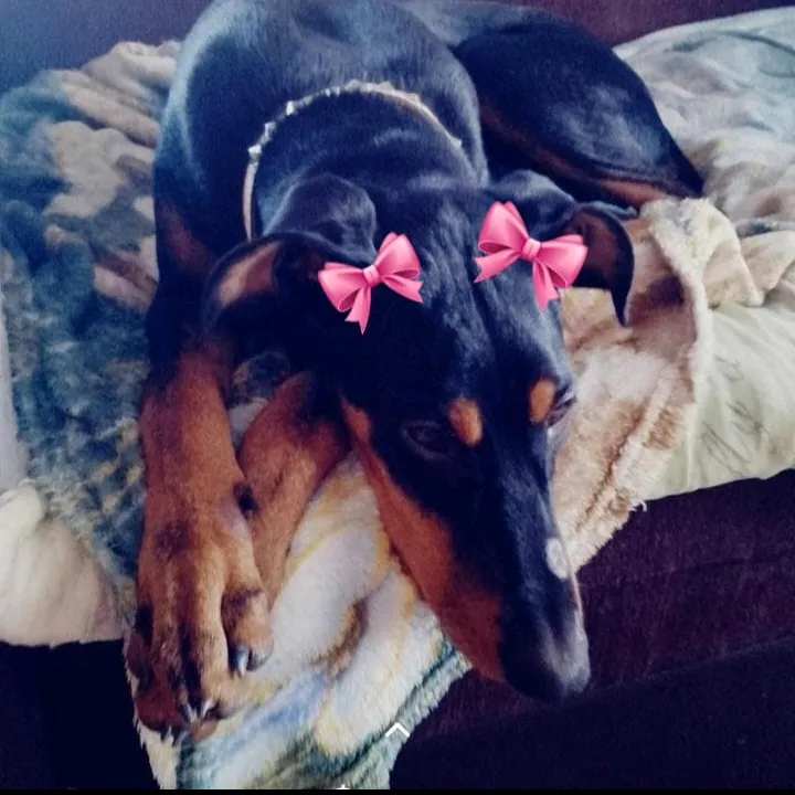 doberman_alma25