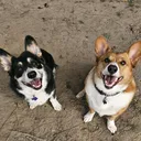 @barbercorgis