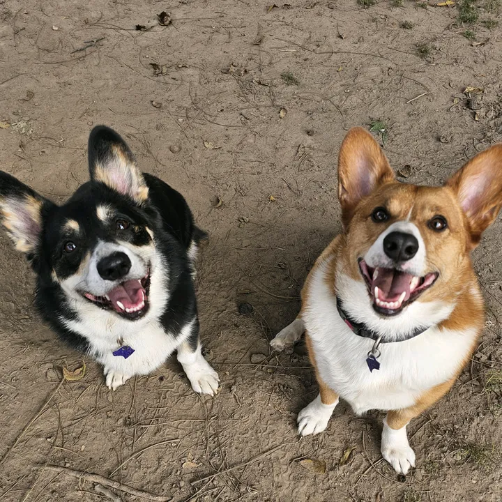 barbercorgis