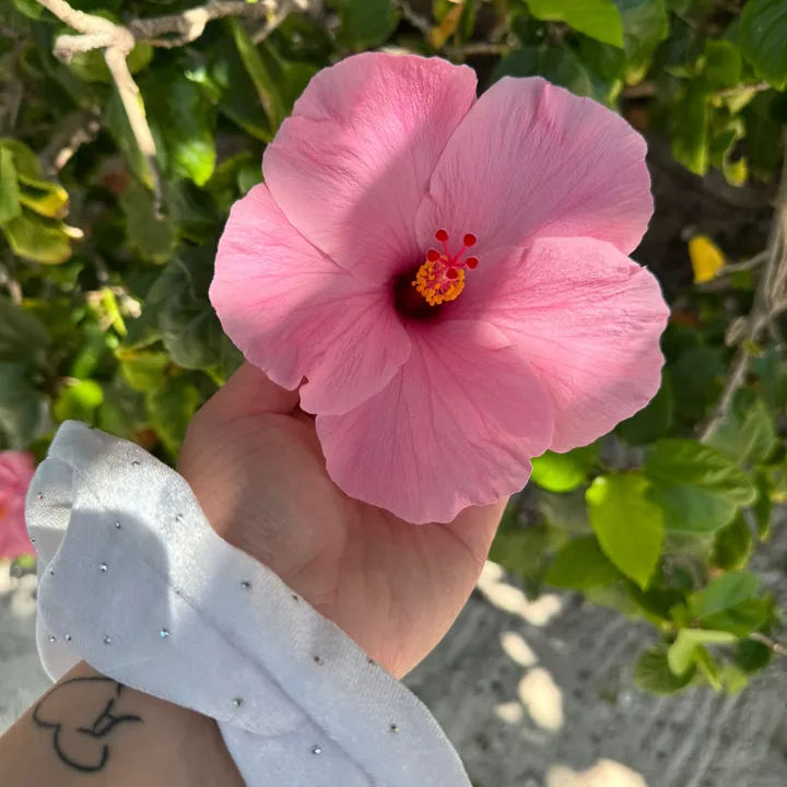 lili_luvvvv