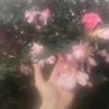 pixiessfairy