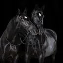 @xhorse_facts