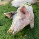 @farmtok_aut
