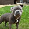 zeus_the.staffyy