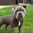 @zeus_the.staffyy