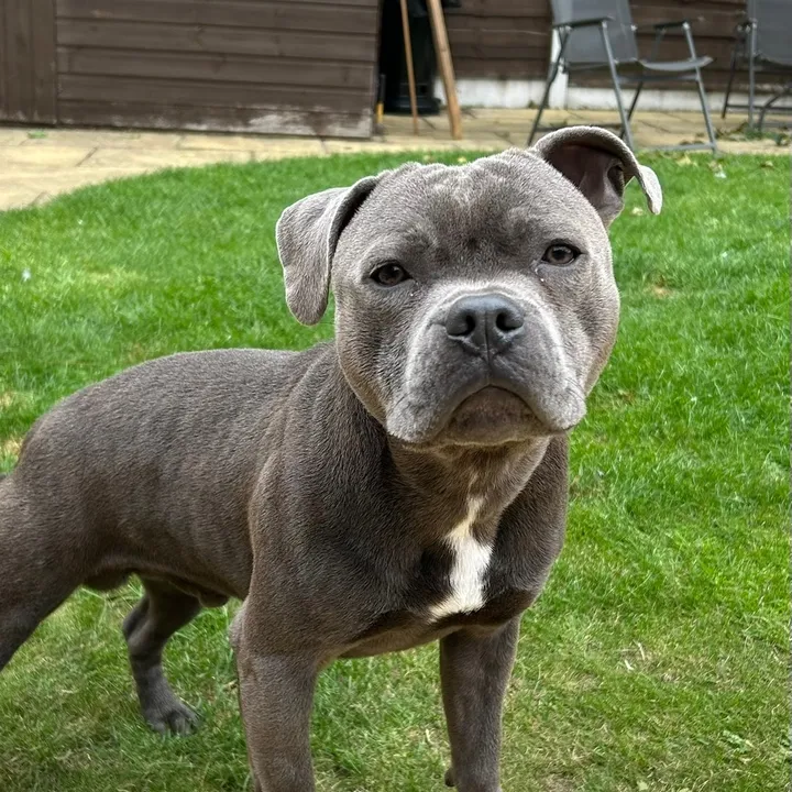 @zeus_the.staffyy