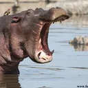 @hipposzoo