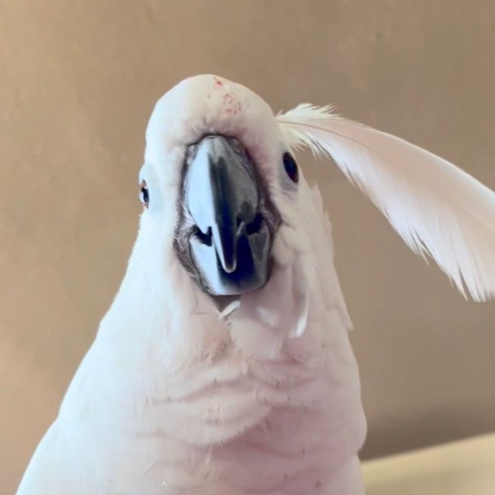 Loo Loo - original sound