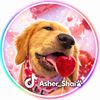 asher_shai