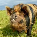 @prairiepiglets