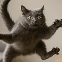 @nermaltcat
